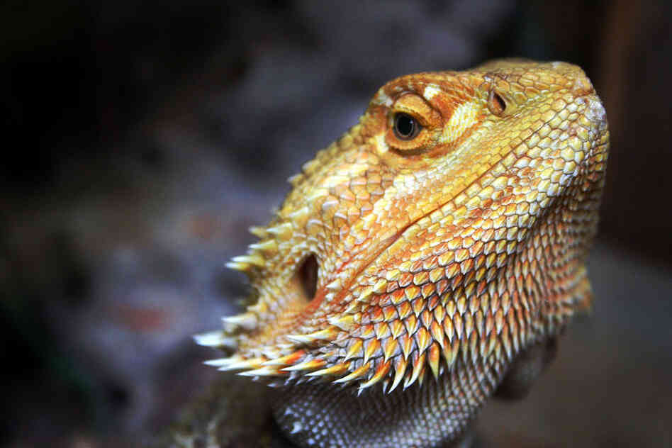 Bearded dragon 
