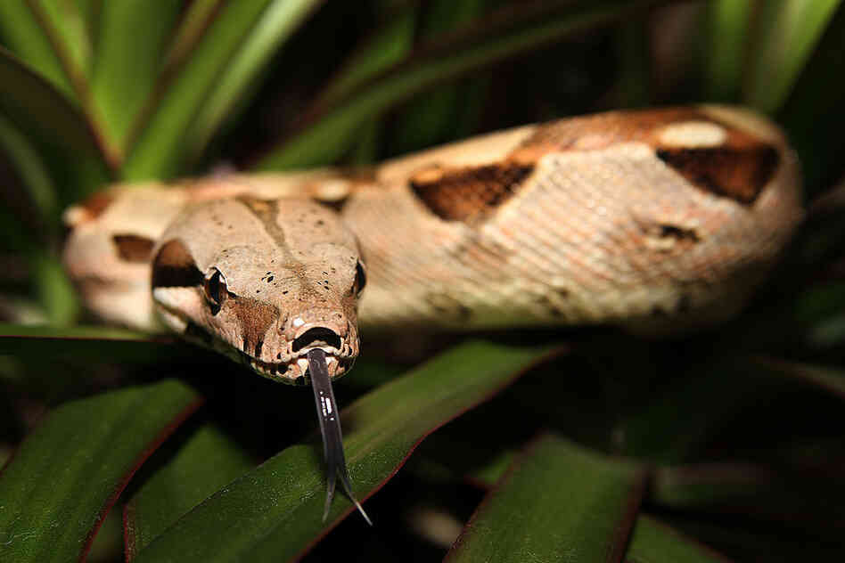 Boa constrictor 