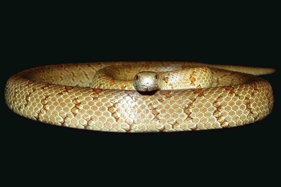 Mole kingsnake 