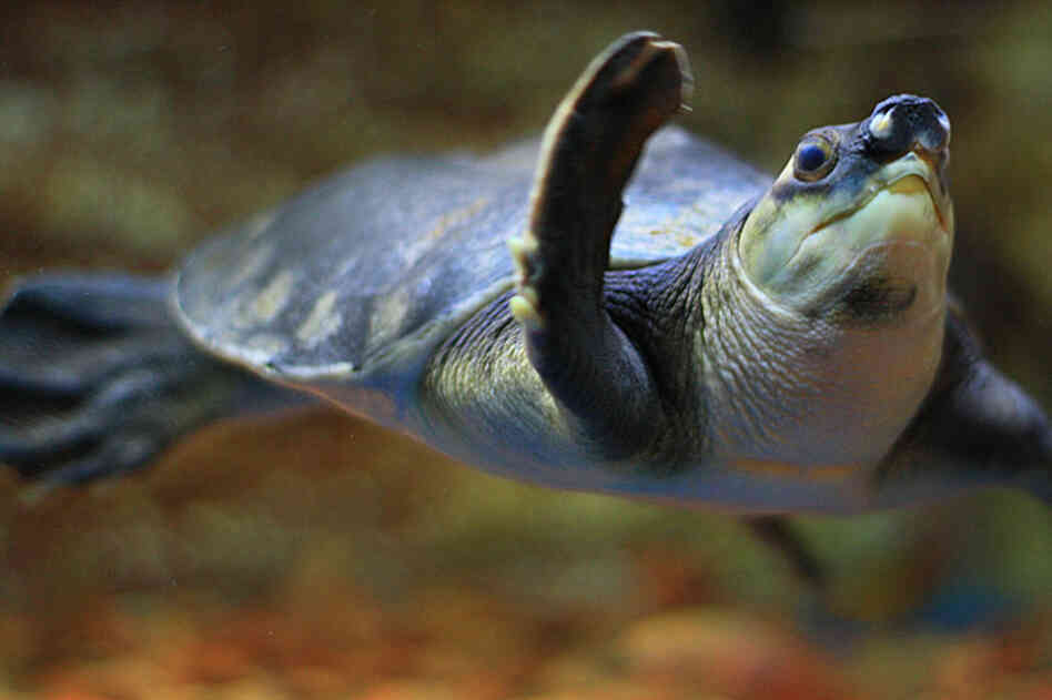 Pig-nosed turtle. 