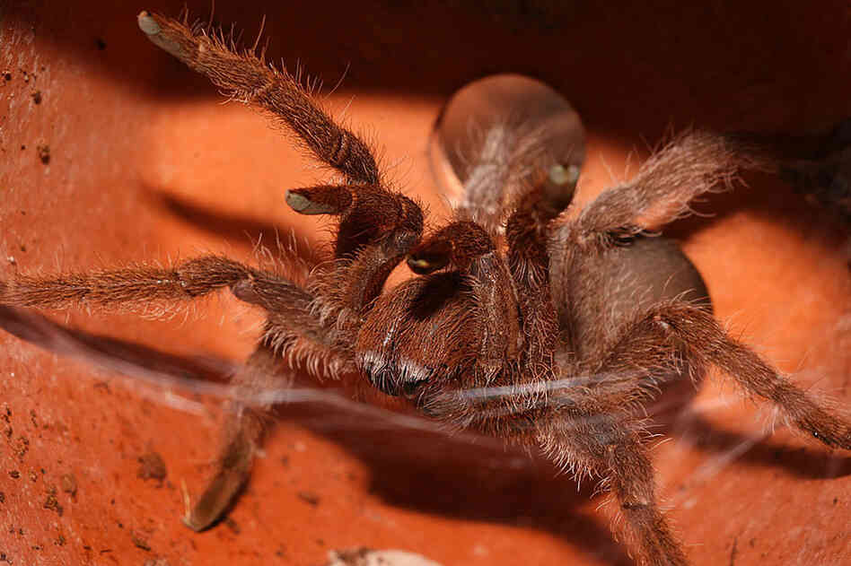 Baboon spider 