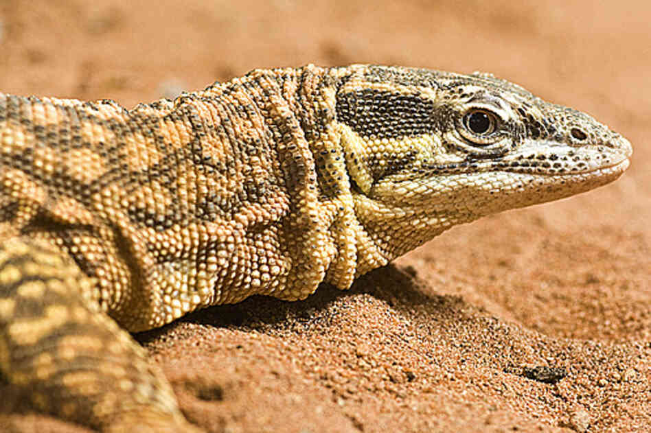 Spiny tailed lizard 