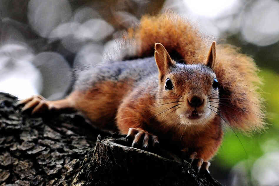 Squirrel 