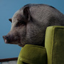 Daisy Mae, a miniature Vietnamese potbellied pig, lounges on a couch in West St. Paul, Minn.
