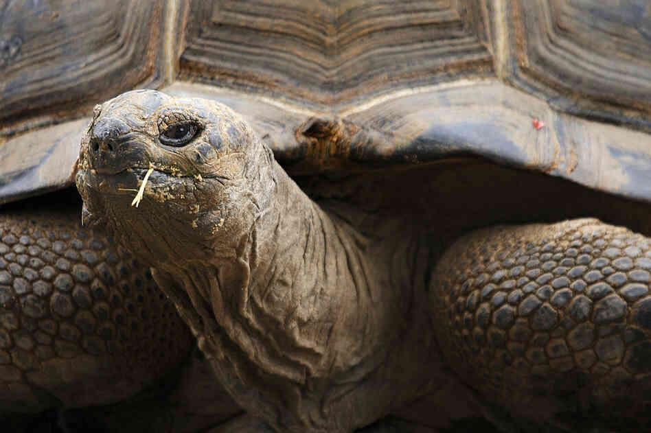 Aldabra tortoise. 