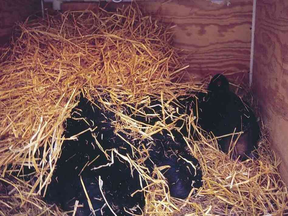 Researchers studied a bear, like this one, in an artificial den called a hibernaculum.