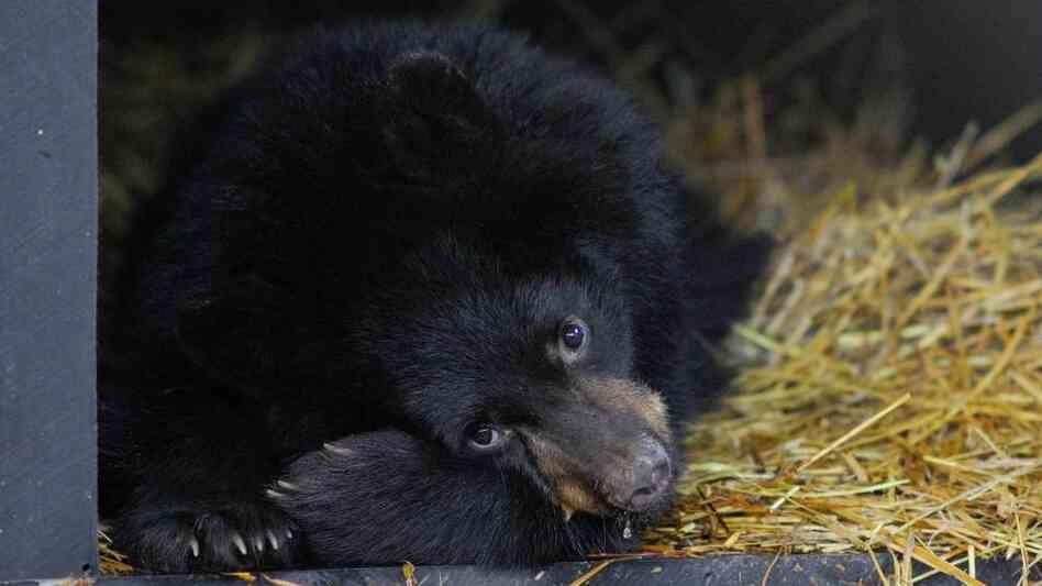 An American black bear from the Kenai Peninsula in Alaska. A new study found that a bear's metabolism in hibernation drops by nearly 75 percent while its body temperature falls just slightly. An American black bear from the Kenai Peninsula in Alaska. A new study found that a bear's metabolism in hibernation drops by nearly 75 percent while its body temperature falls just slightly.