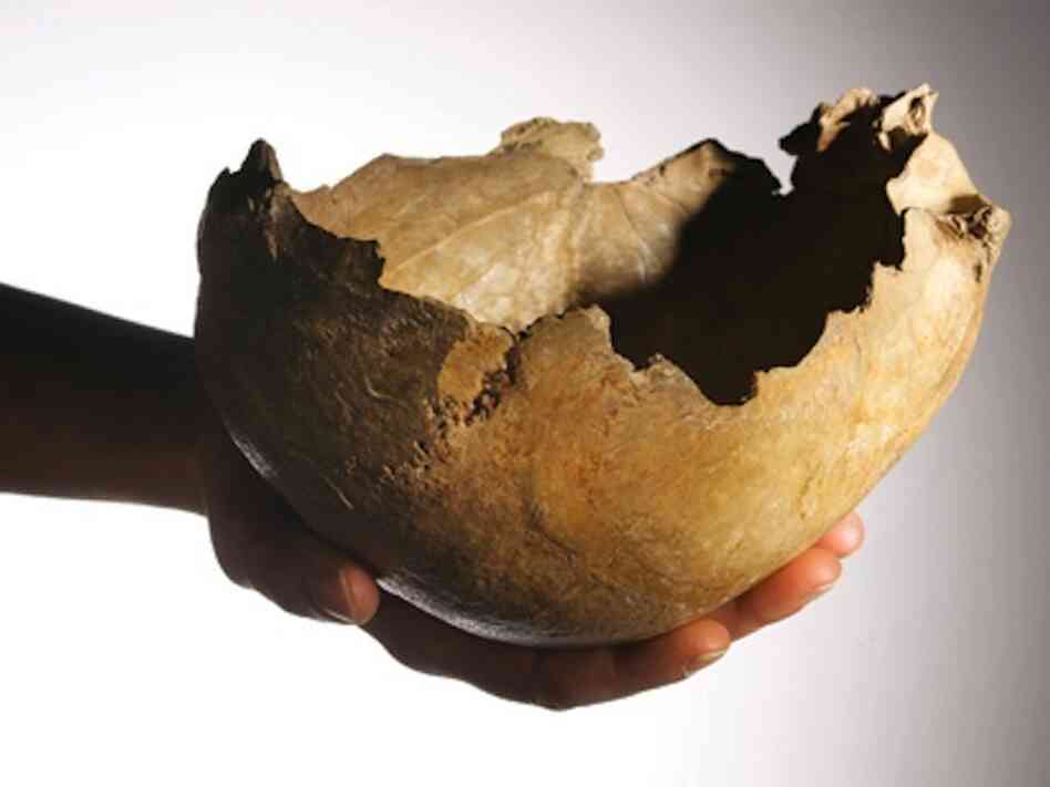 One of the human skull-cups made by ice age Britons 14,700 years ago unearthed from Gough's Cave. The process required great skill and knowledge of anatomy.
