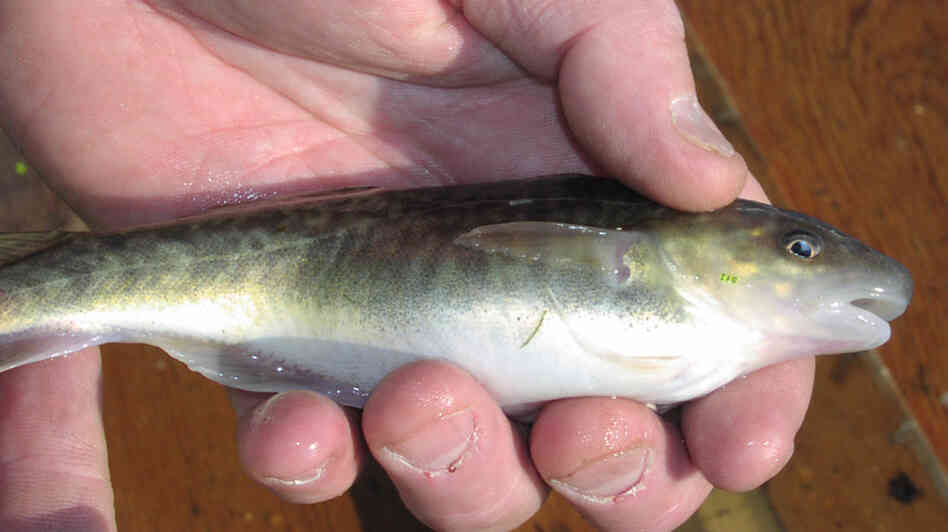 A mature Atlantic tomcod collected from the Hudson River. These tomcod evolved to handle excessive amounts of industrial pollutants, like PCBs and dioxin, in the water. A mature Atlantic tomcod collected from the Hudson River. These tomcod evolved to handle excessive amounts of industrial pollutants, like PCBs and dioxin, in the water.