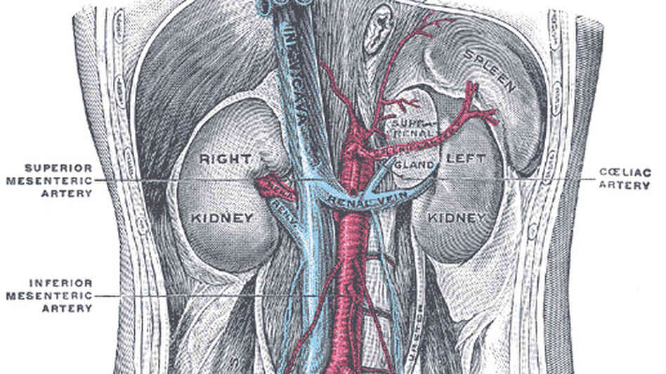 A kidney transplanted in error led to a halt of USC University Hospital's transplant program.