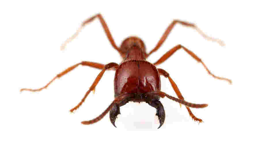 Labidus Coecus