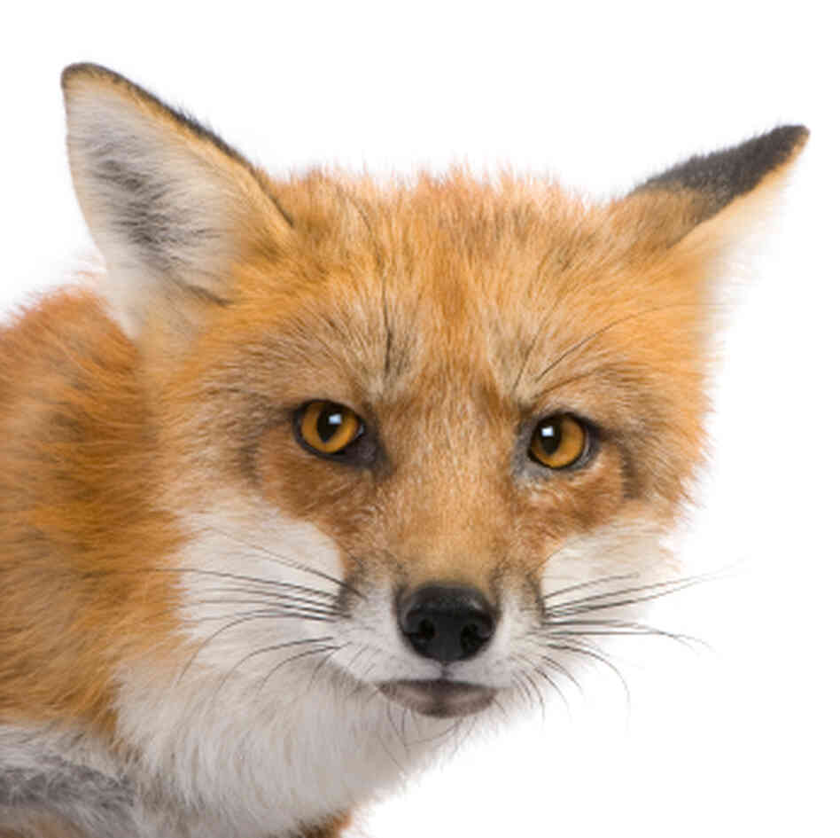 Some 16,000 years ago, people may have been curling up next to the fire with red foxes.