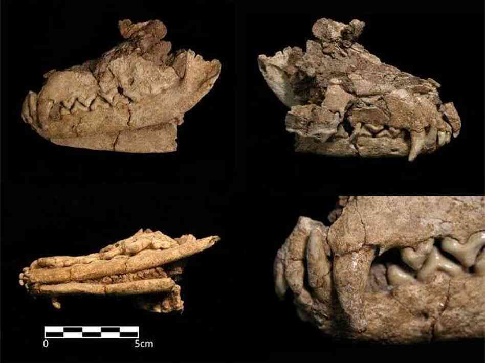This skull was part of a red fox skeleton found buried with human remains at an ancient burial site in northern Jordan.