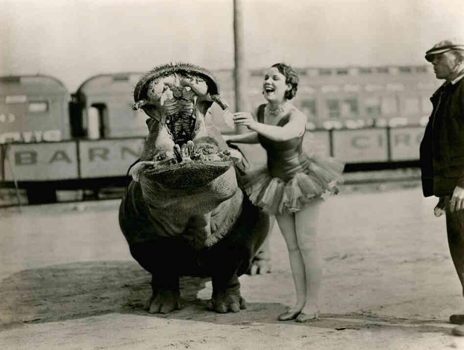 Photo and caption originally published in Oct. 1931: "Mr. Hippo Holds The Broad-Grin Record. Though his opened mouth looks formidable, he is one of the best-natured animals in the menagerie. He is no meat eater, but devours enormous quantities of aquatic plants and grass."