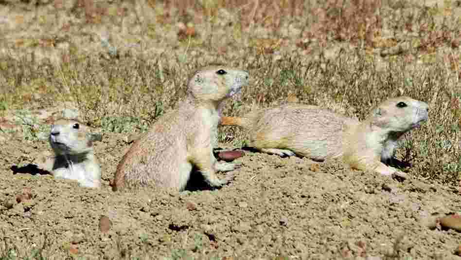 Researchers found that as groups of black-tailed prairie dogs and other rodents became larger, it also became easier to identify individuals.