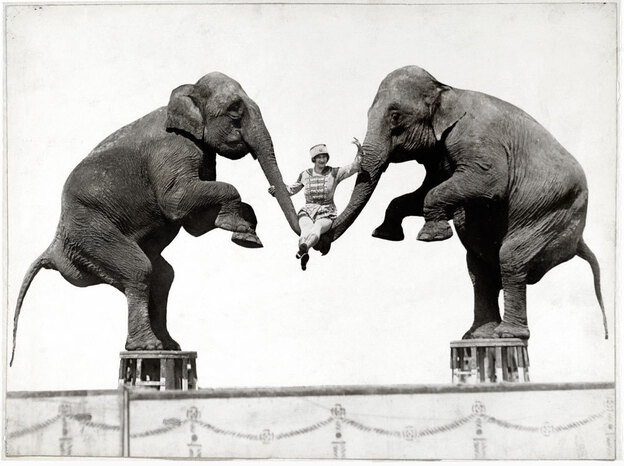 An unknown woman swings on elephant trunks, originally published in National Geographic in Oct. 1931