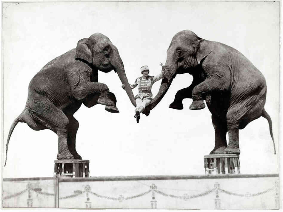 An unknown woman swings on elephant trunks, originally published in National Geographic in Oct. 1931