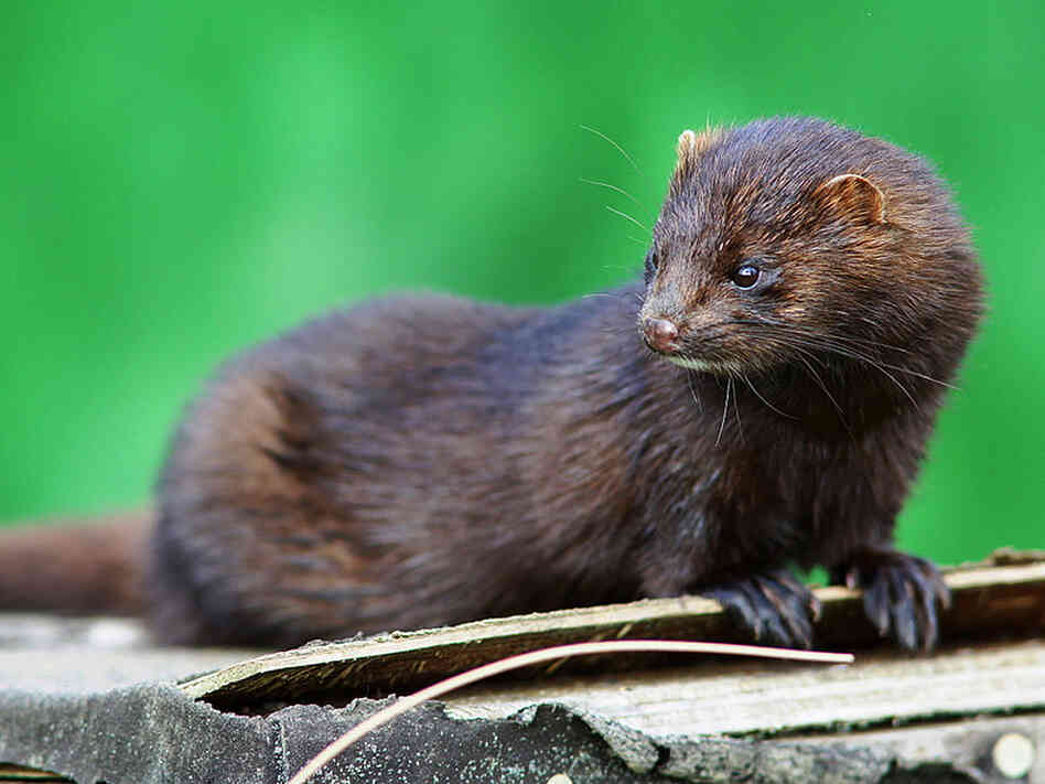 Introduced species and their habitats Mink-4d8455869ea717712d8fe466408a0faee7e45f4e-s6-c30
