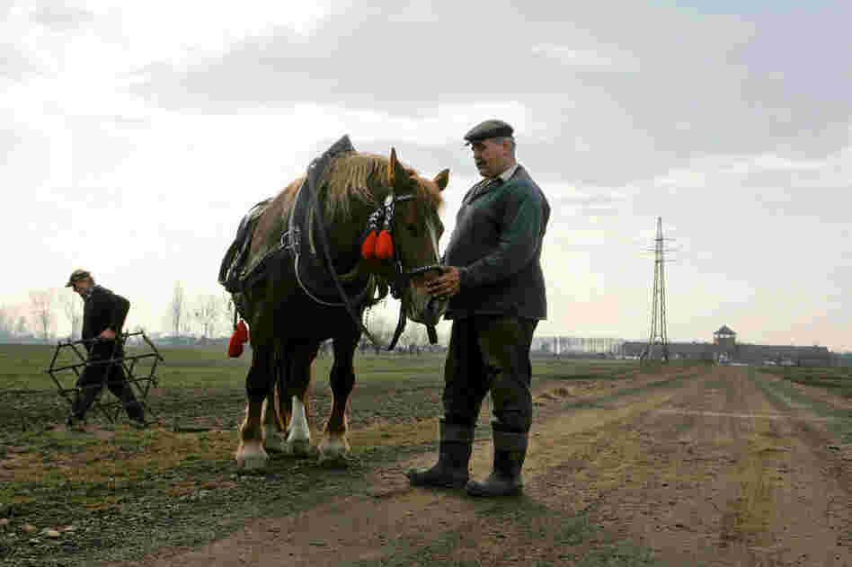 A farmer releases the reigns from his work horse after plowing his field in front of the Birkenau "death gate."