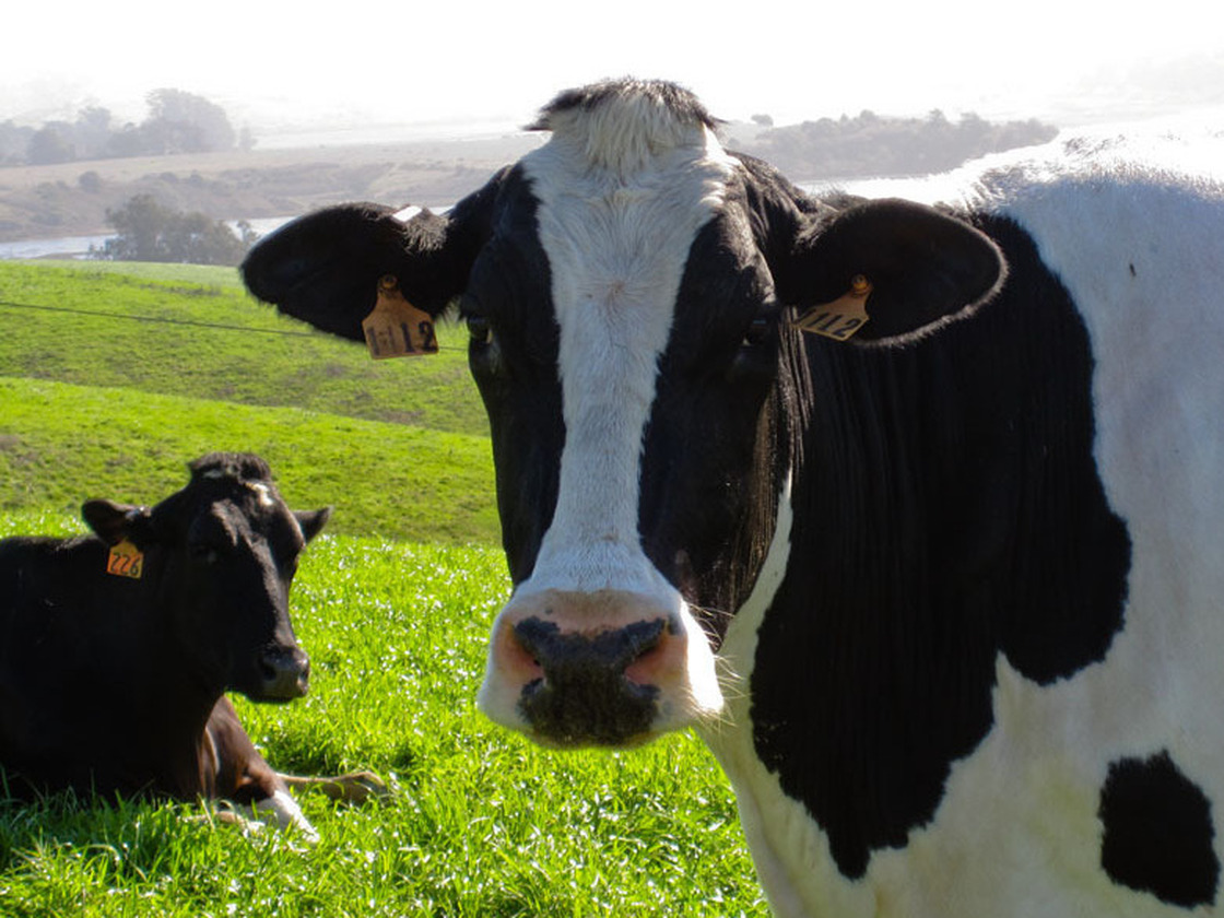 On this week's podcast - the FDA inspects cheese made from unpasteurized milk.