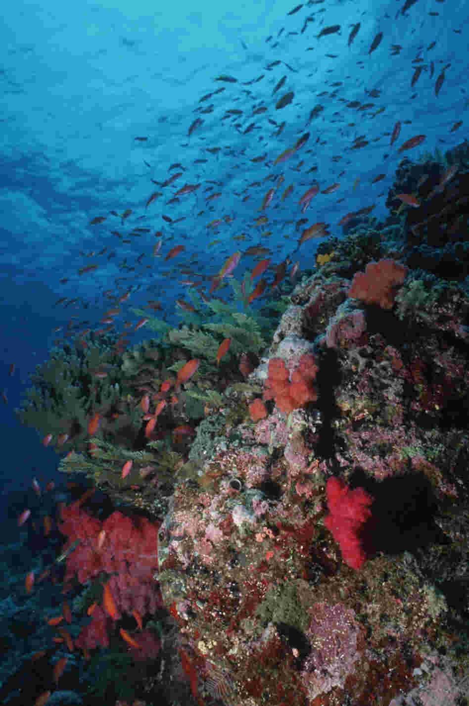 Abundant sea life with hard and soft corals grows on a coral reef in the Indonesia-Pacific region.