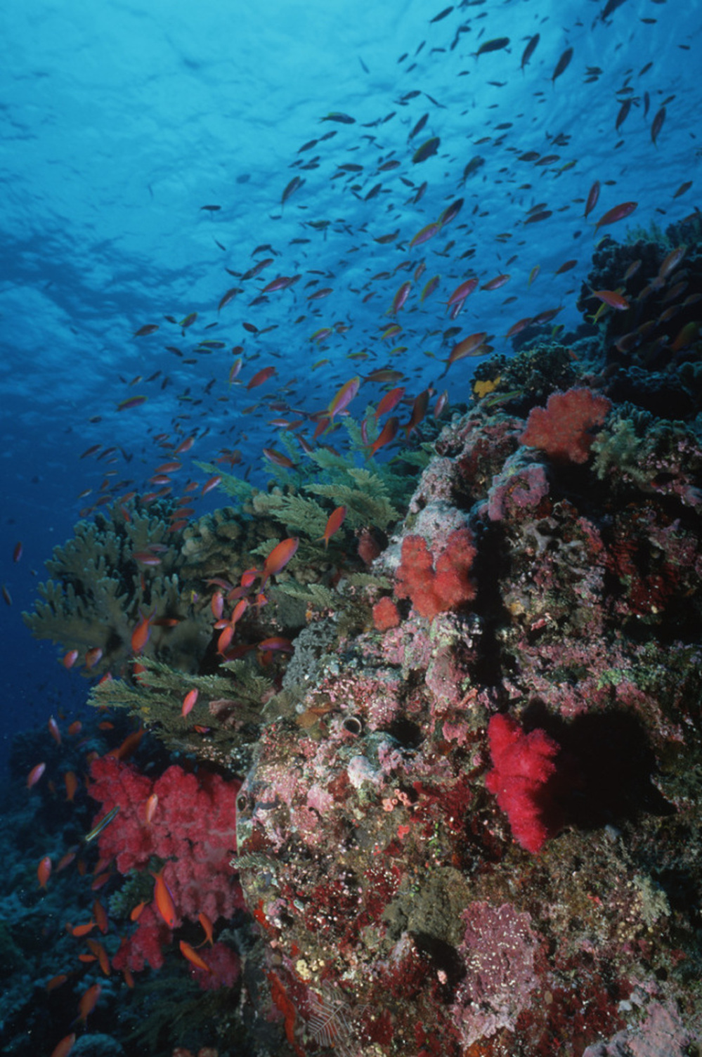 Abundant sea life with hard and soft corals grows on a coral reef in the Indonesia-Pacific region.
