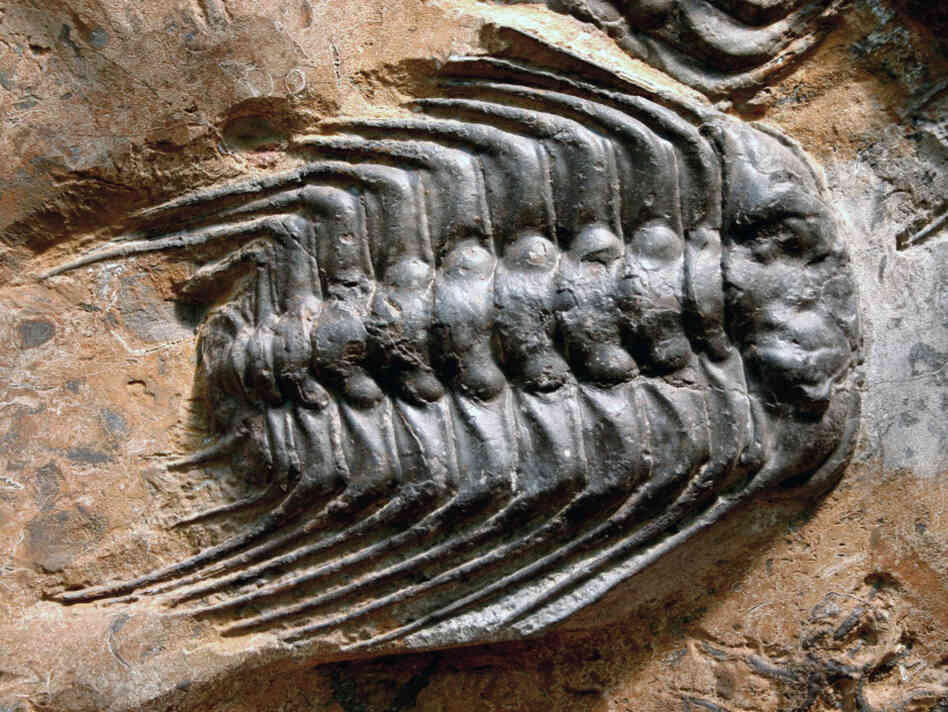 Trilobites were once in abundance in Earth's oceans.