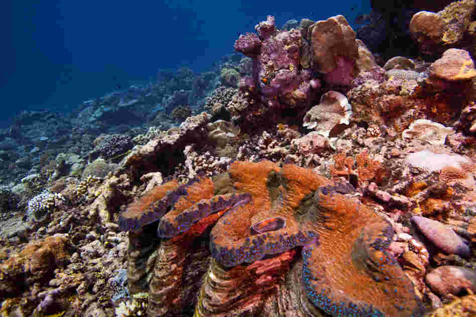 A giant clam and healthy coral reef on the east side of Palau. The coral reefs of Palau are part of a massive interconnected system that ties together Micronesia and the Western Pacific. 
