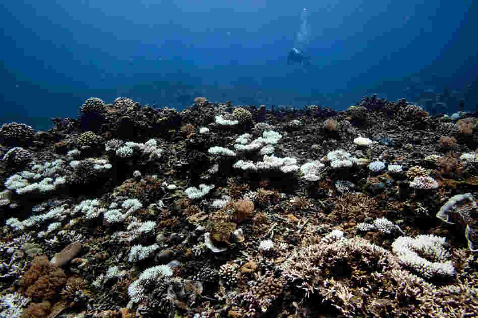 A marine researcher records data in about 35 feet of water on the east side of Palau. The white bleached coral are indicative of warming waters and other threats to the ecosystem. 