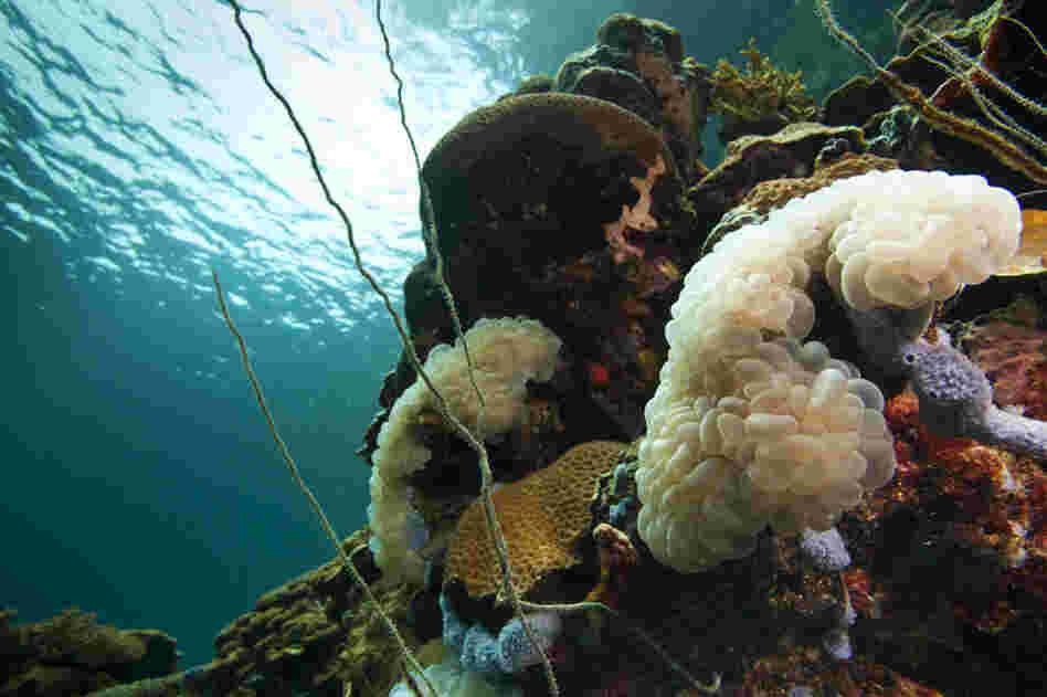 Healthy coral reef at Nikko Bay, Rock Islands, Palau. 