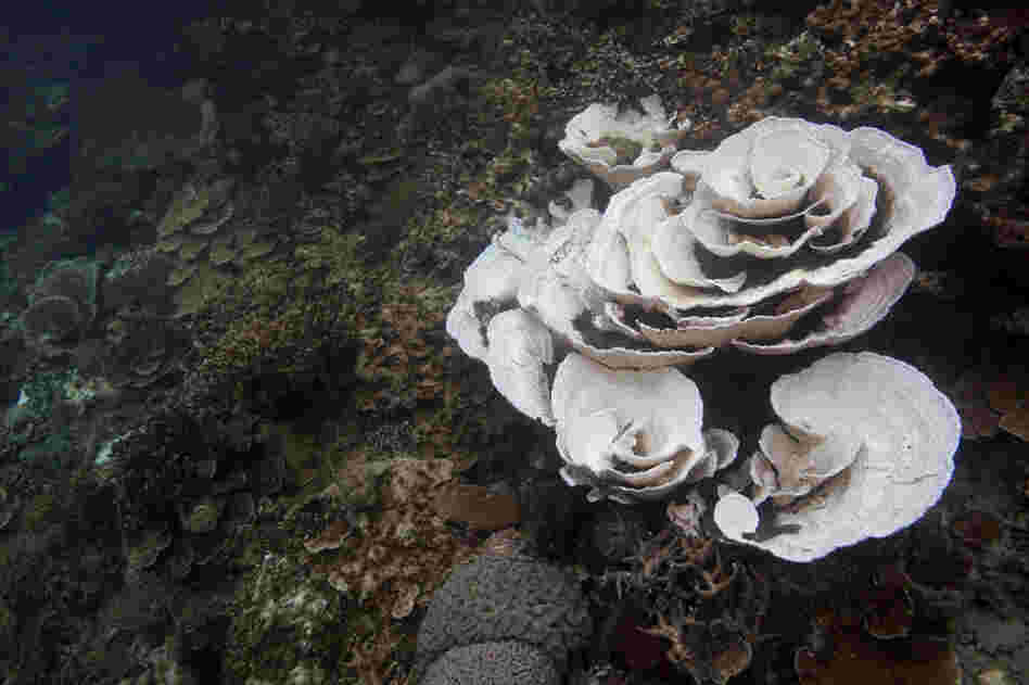 Bleached coral along the reef at the Nikko Bay monitoring site, Rock Islands, Palau. 