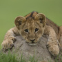Without intervention, male cubs like the one pictured here will likely go extinct within the next several decades.