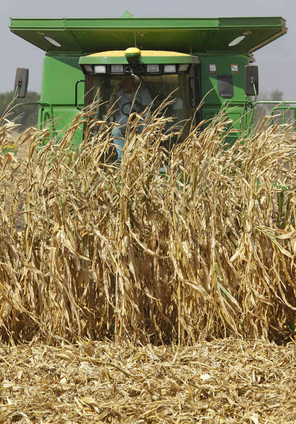 A farmer harvests a corn crop near Monticello, Ill., last September. The price of wheat and corn jumped 70 percent in the second half of 2010. A farmer harvests a corn crop near Monticello, Ill., last September. The price of wheat and corn jumped 70 percent in the second half of 2010.