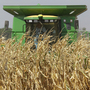 A farmer harvests a corn crop near Monticello, Ill., last September. The price of wheat and corn jumped 70 percent in the second half of 2010.