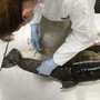 Institute for Marine Mammal Studies veterinary technician Wendy Hatchett takes a skin sample from a dead bottlenose dolphin that was found on Ono Island, Ala., and brought for examination to Gulfport, Miss., on Tuesday. Institute for Marine Mammal Studies veterinary technician Wendy Hatchett takes a skin sample from a dead bottlenose dolphin that was found on Ono Island, Ala., and brought for examination to Gulfport, Miss., on Tuesday.