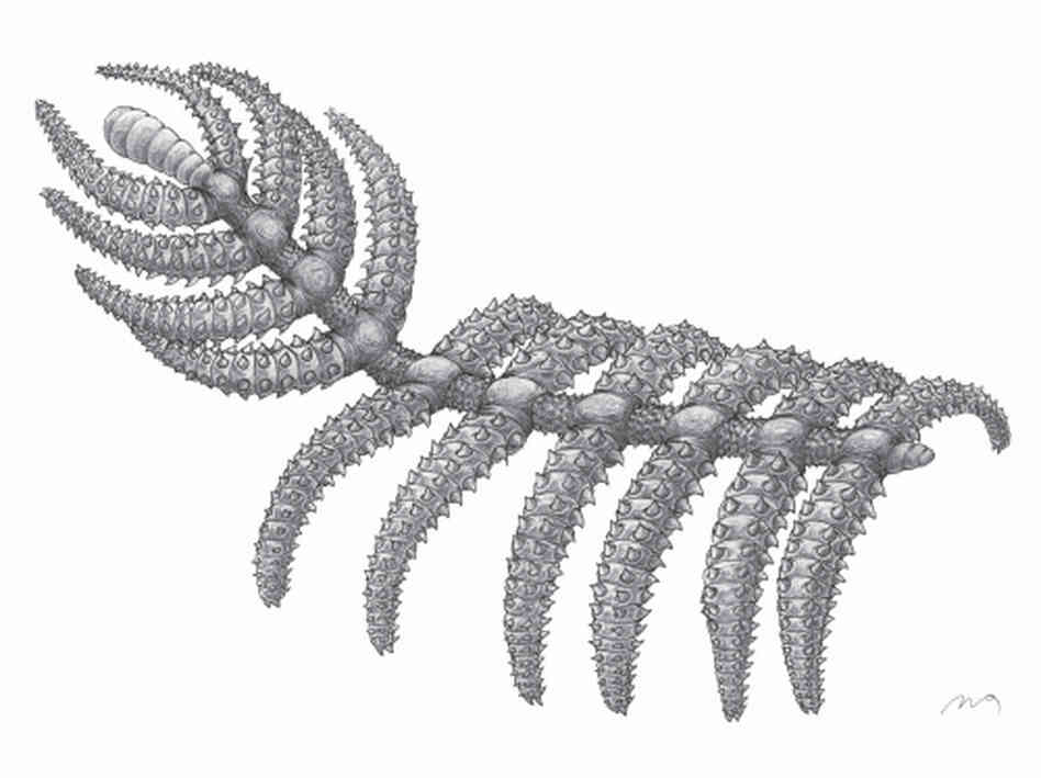 Reconstruction of Diania cactiformis.