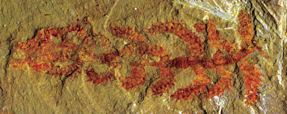A fossil of Diania cactiformis.