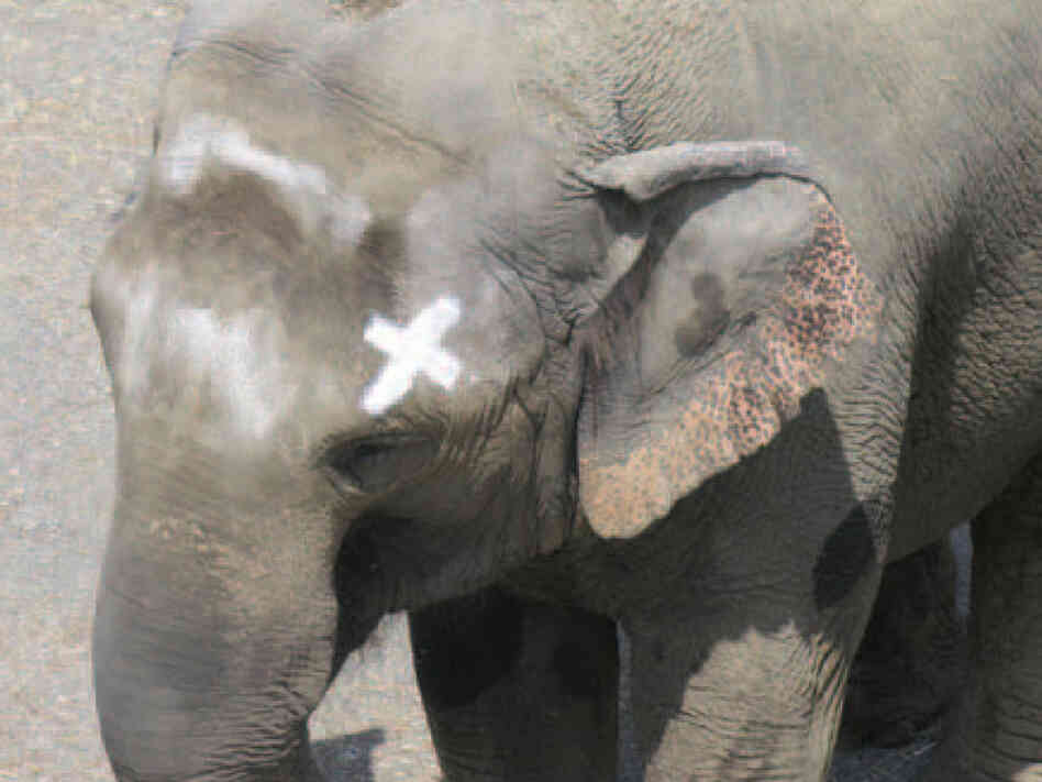 'Happy' the elephant, touching mark on her head. 'Happy' the elephant, touching mark on her head.
