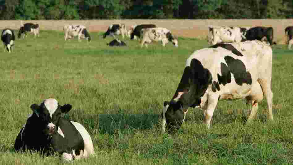 Cows graze at a Horizon Organic farm in eastern Maryland. Even though the milk produced here is deemed organic, a very small percentage of corn used to feed the animals may contain genetically modified material because of unavoidable cross-pollination between genetically modified corn and the organic variety. Cows graze at a Horizon Organic farm in eastern Maryland. Even though the milk produced here is deemed organic, a very small percentage of corn used to feed the animals may contain genetically modified material because of unavoidable cross-pollination between genetically modified corn and the organic variety.