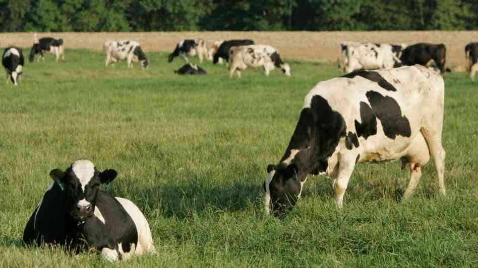 Cows graze at a Horizon Organic farm in eastern Maryland. Even though the milk produced here is deemed organic, a very small percentage of corn used to feed the animals may contain genetically modified material because of unavoidable cross-pollination between genetically modified corn and the organic variety. Cows graze at a Horizon Organic farm in eastern Maryland. Even though the milk produced here is deemed organic, a very small percentage of corn used to feed the animals may contain genetically modified material because of unavoidable cross-pollination between genetically modified corn and the organic variety.
