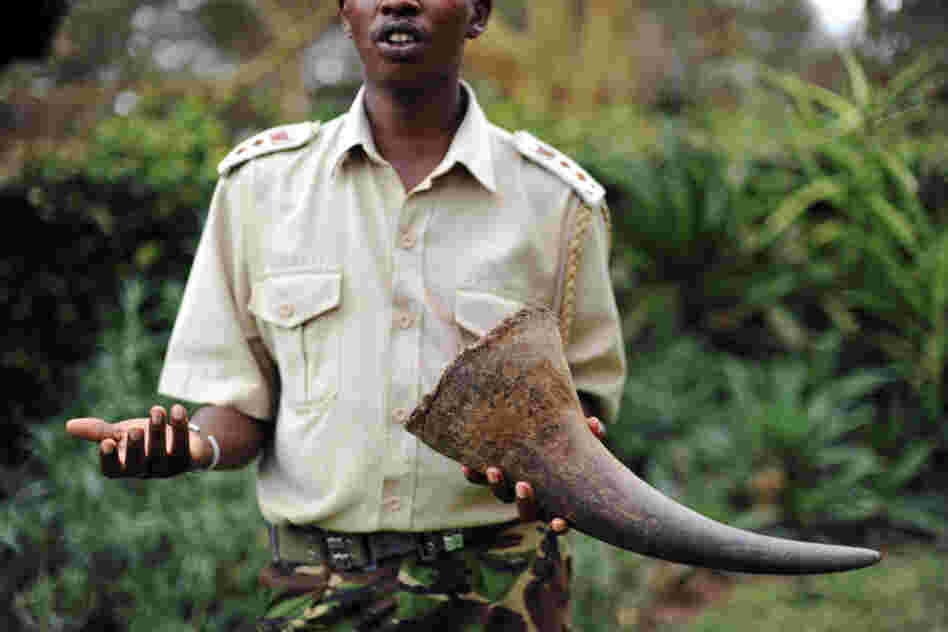 A security agent holds a large horn of a White rhino killed by poachers at the Lewa Wildlife Conservancy in Kenya. Javan rhino populations were decimated by poaching of their horns despite having much smaller horns than other rhinos. A security agent holds a large horn of a White rhino killed by poachers at the Lewa Wildlife Conservancy in Kenya. Javan rhino populations were decimated by poaching of their horns despite having much smaller horns than other rhinos.