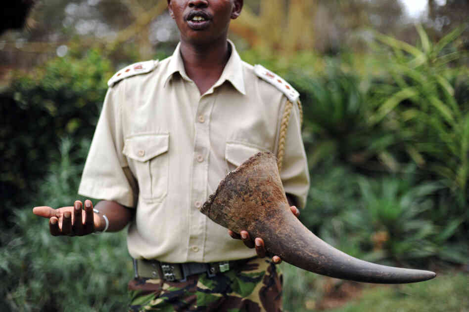 A security agent holds a large horn of a White rhino killed by poachers at the Lewa Wildlife Conservancy in Kenya. Javan rhino populations were decimated by poaching of their horns despite having much smaller horns than other rhinos. A security agent holds a large horn of a White rhino killed by poachers at the Lewa Wildlife Conservancy in Kenya. Javan rhino populations were decimated by poaching of their horns despite having much smaller horns than other rhinos.