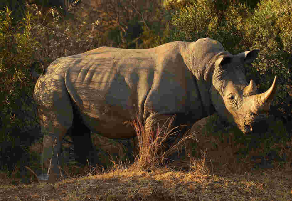 On the brink of extinction in the late 19th century, with a around 50 left in the wild, the White Rhinoceroses population has rebounded to an estimated 20,000 today. On the brink of extinction in the late 19th century, with a around 50 left in the wild, the White Rhinoceroses population has rebounded to an estimated 20,000 today.