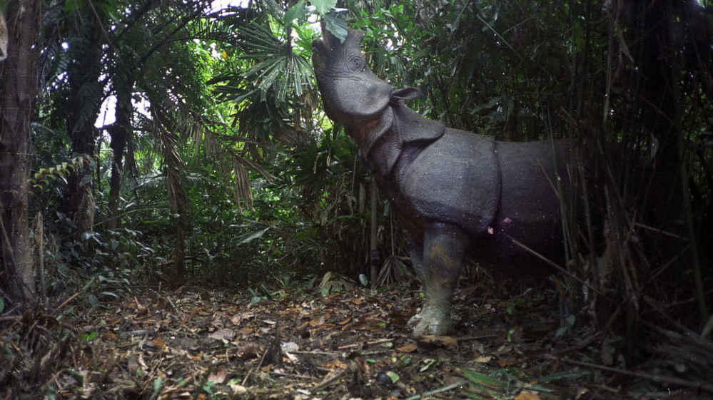 A motion-sensor image of a Javan rhino feeding in Ujung Kulon National Park, Indonesia.