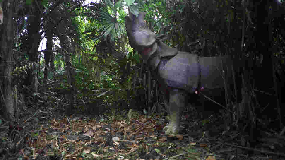 A motion-sensor image of a Javan rhino feeding in Ujung Kulon National Park, Indonesia.