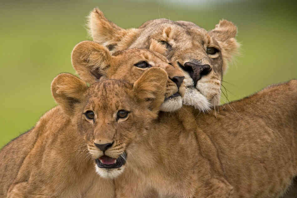In "The Last Lions," filmmakers Dereck and Beverly Joubert follow a lioness trying to provide for her cubs and protect them from a rival pride after her mate dies.