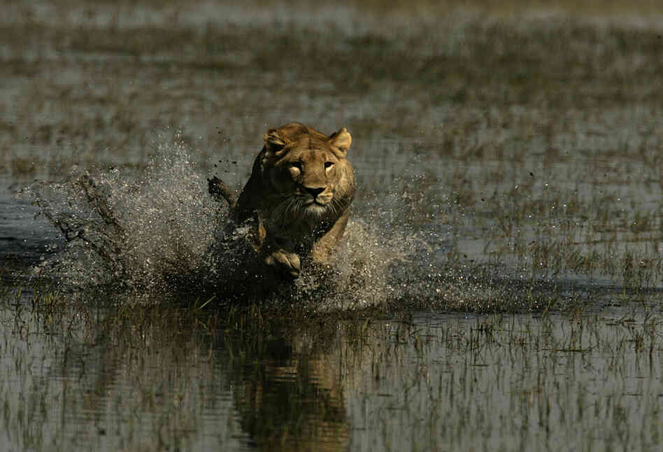 Lions traditionally hate water, says Beverly Joubert. But Ma di Tau crossed muddy streams to find a new home for her cubs.