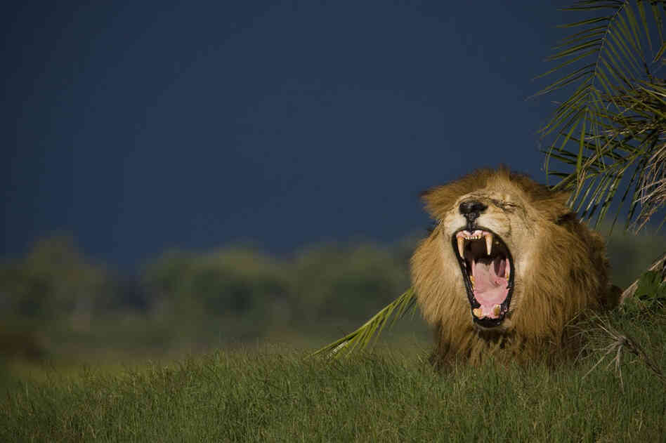 A lion relaxes on Duba Island. In the last 50 years, lion populations have plummeted from 450,000 to as few as 20,000.