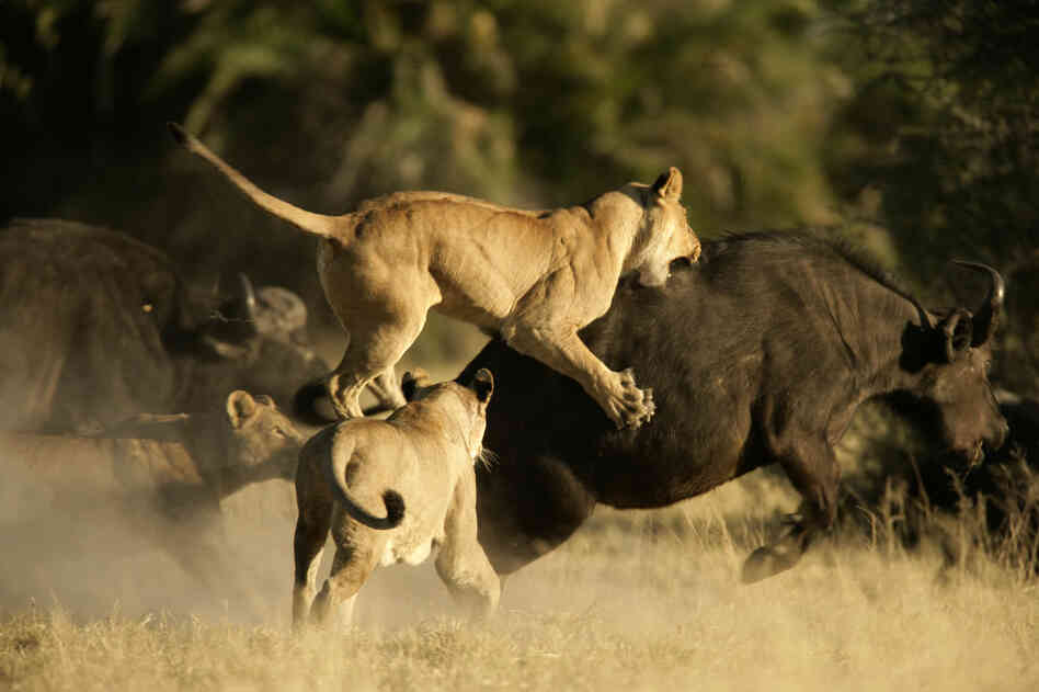 A pack of lions attack an African buffalo, while swarmed by the rest of its herd.