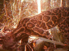 A screengrab image taken from a rare video of the Sumatran Sundaland Clouded Leopard. A screengrab image taken from a rare video of the Sumatran Sundaland Clouded Leopard.